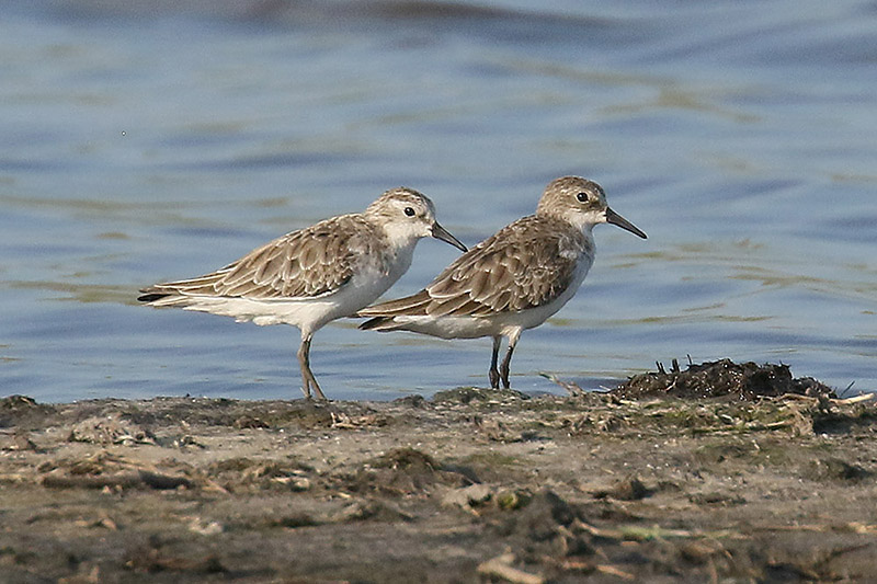 Little Stint by Mick Dryden