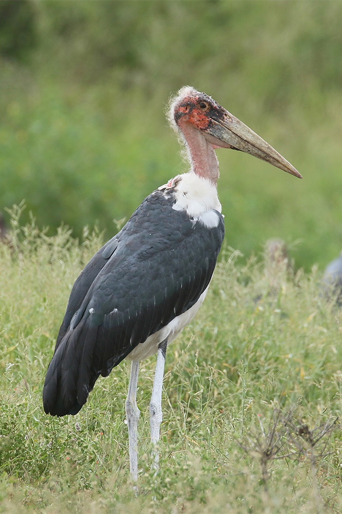 Marabou Stork by Mick Dryden