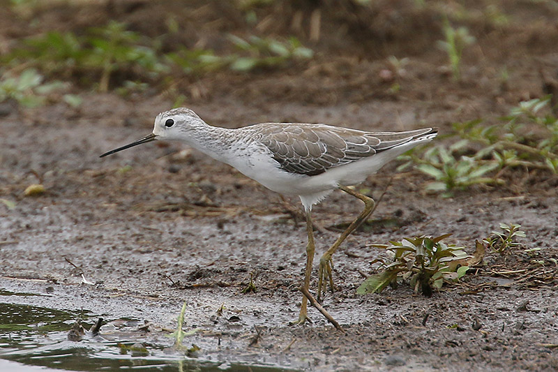 Marsh Sandpiper by Mick Dryden