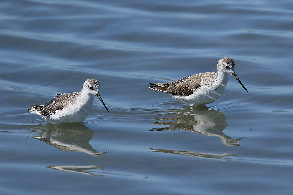 Marsh Sandpipers by Mick Dryden