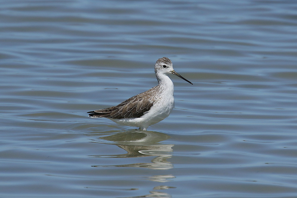 Marsh Sandpiper by Mick Dryden