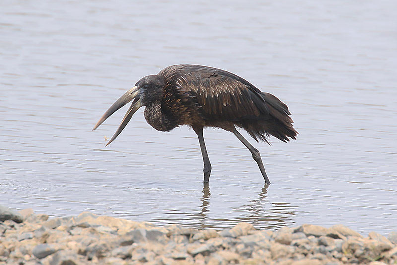 Openbill Stork by Mick Dryden