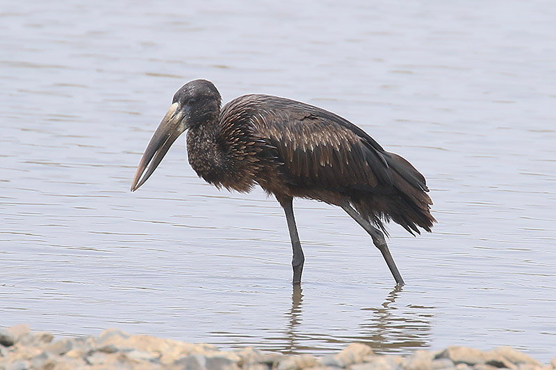 Openbill Stork by Mick Dryden