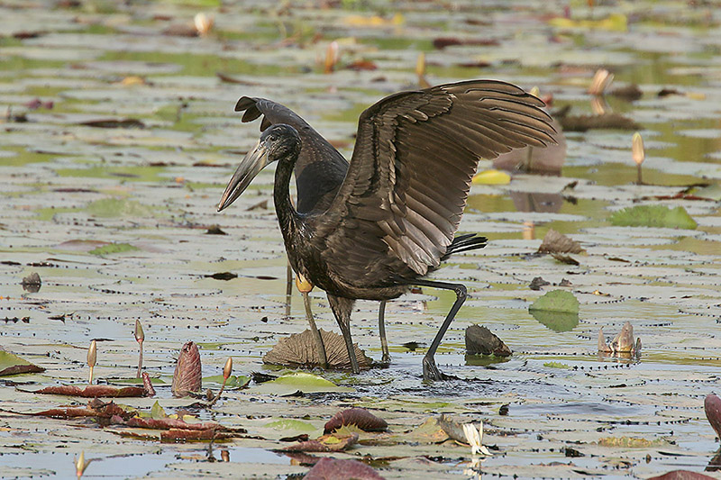 Openbill Stork by Mick Dryden