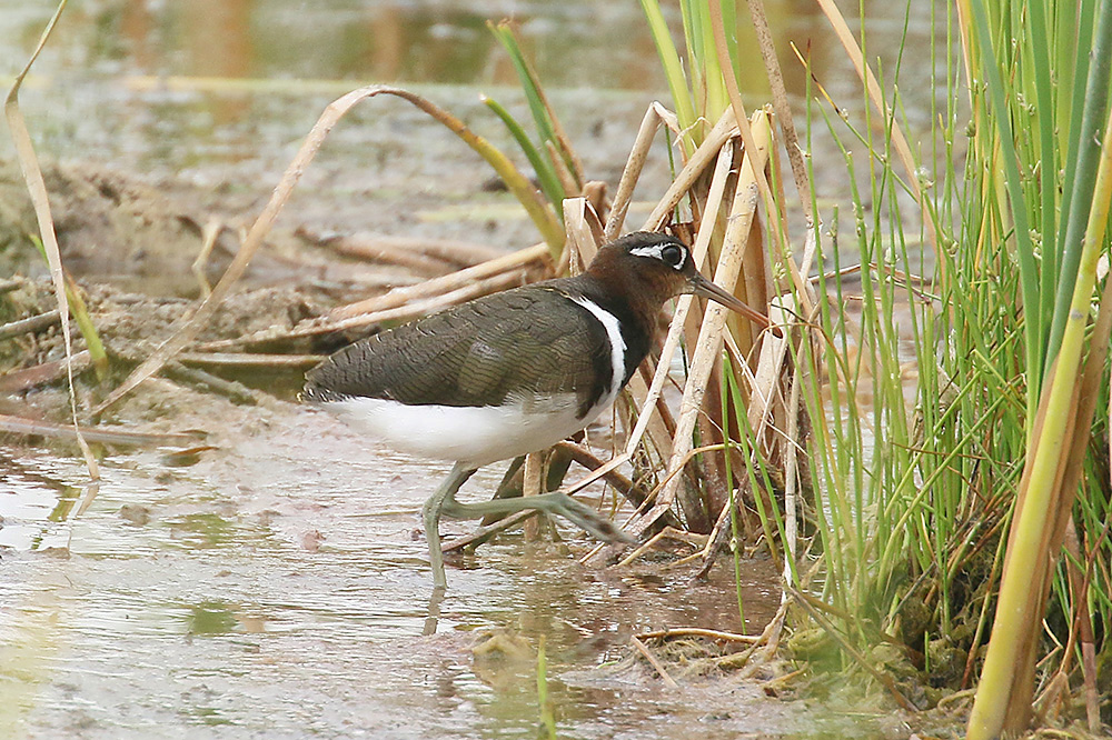 Greater Painted Snipe by Mick Dryden