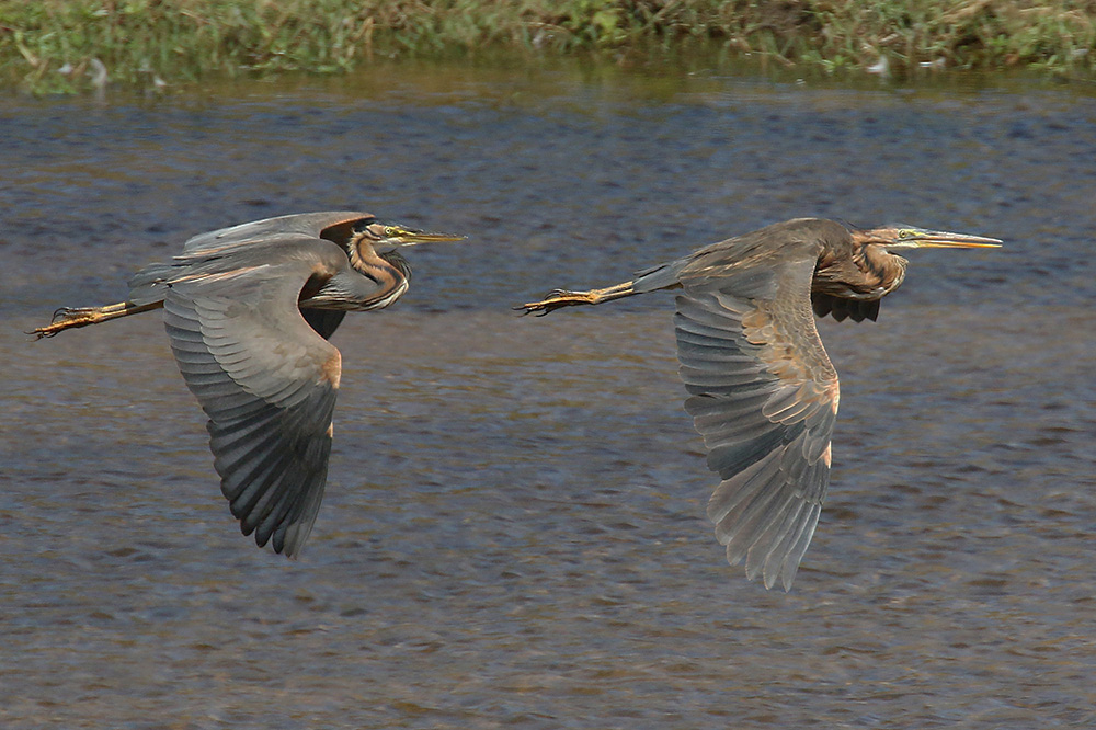 Purple Herons by Mick Dryden