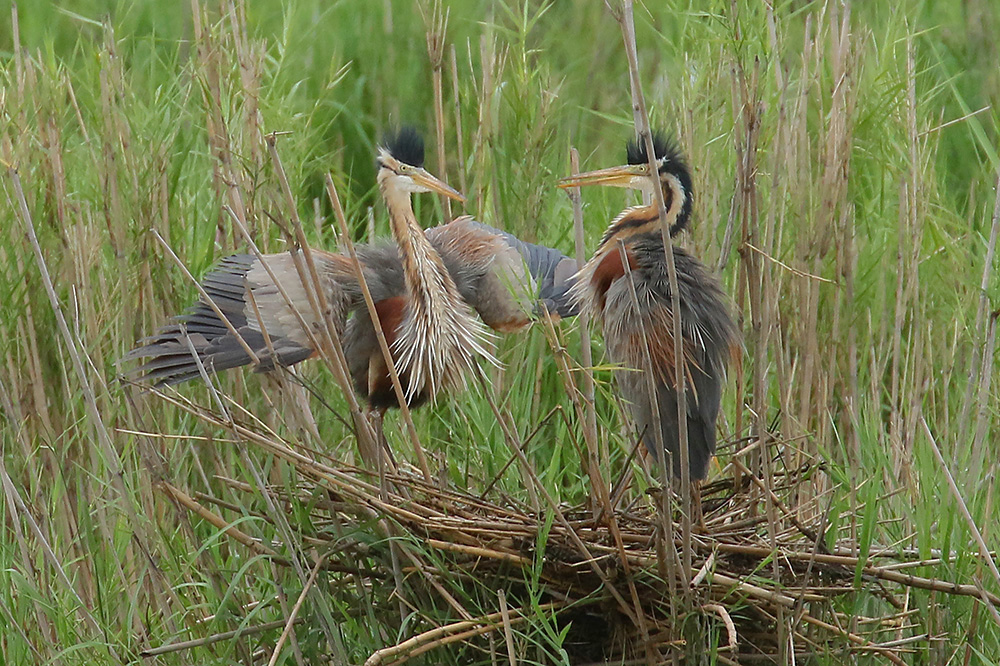 Purple Heron by Mick Dryden
