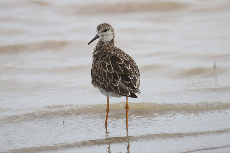 Ruff  by Mick Dryden