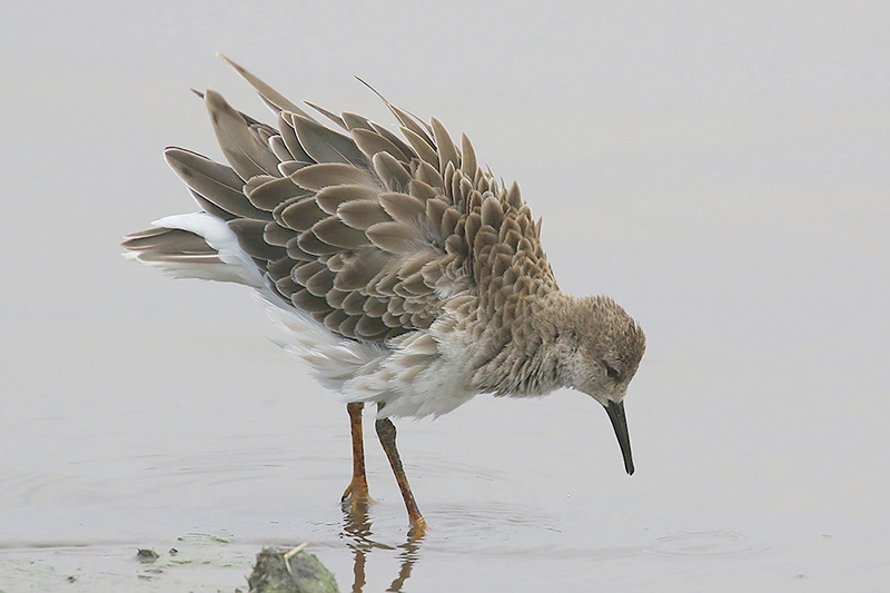 Ruff by Mick Dryden