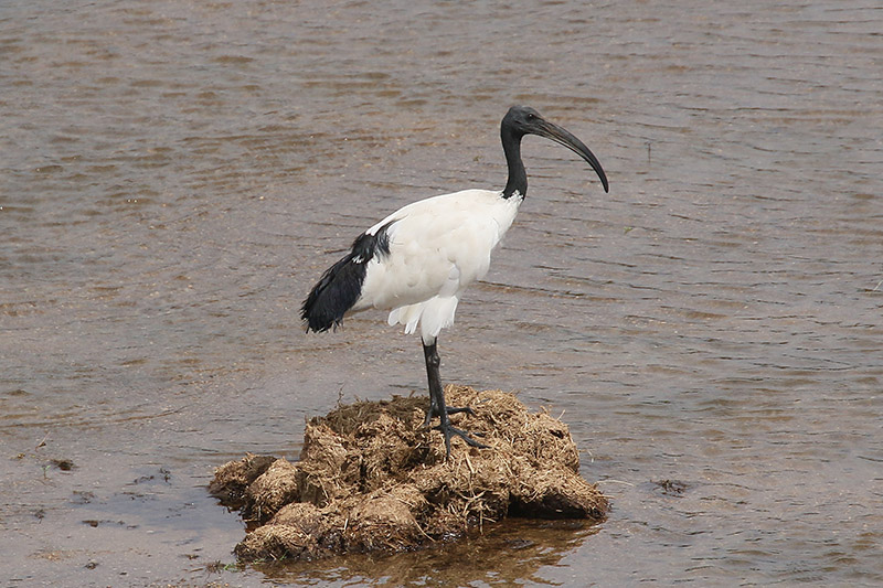 Sacred Ibis by Mick Dryden
