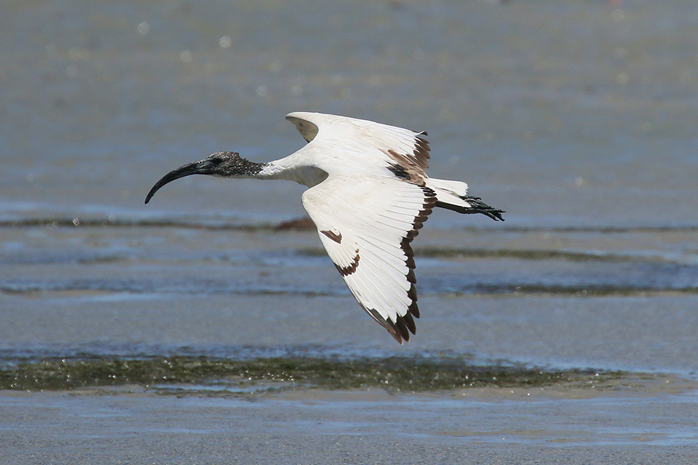 Sacred Ibis by Mick Dryden