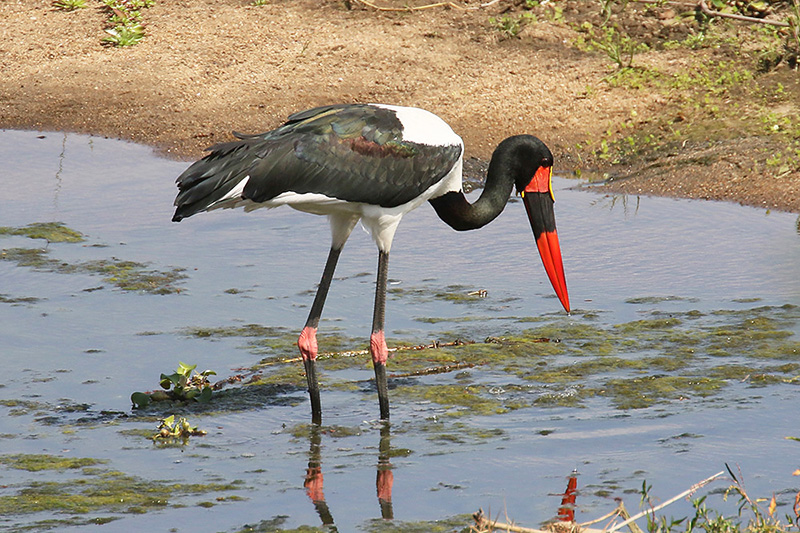 Saddle billed Stork by Mick Dryden