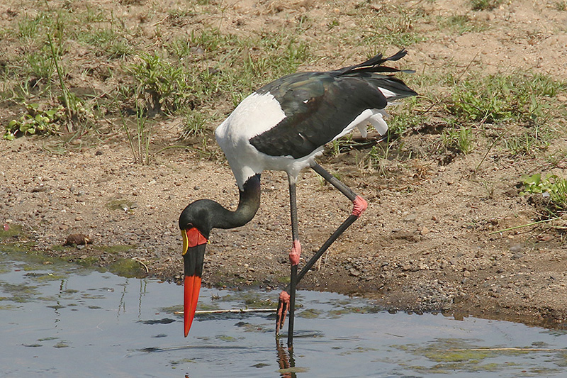 Saddle billed Stork by Mick Dryden