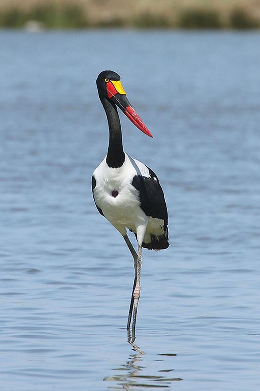 Saddlebilled Stork by Mick Dryden