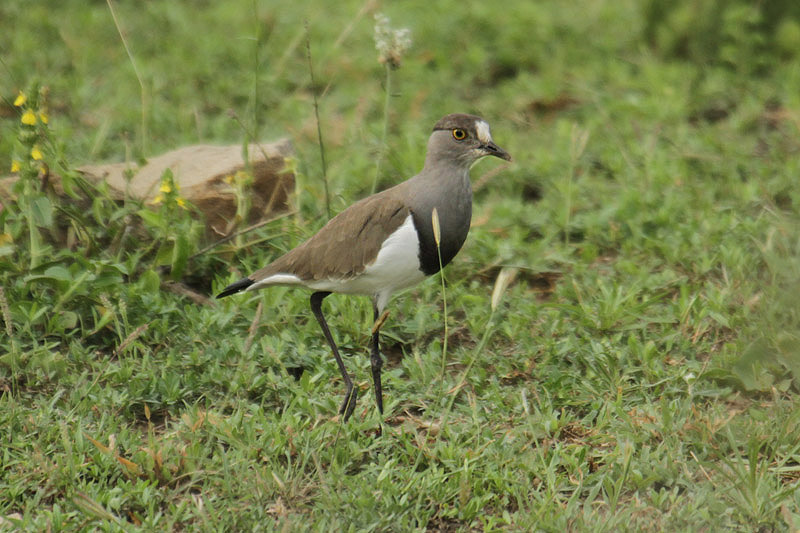 Senegal Lapwing by Mick Dryden