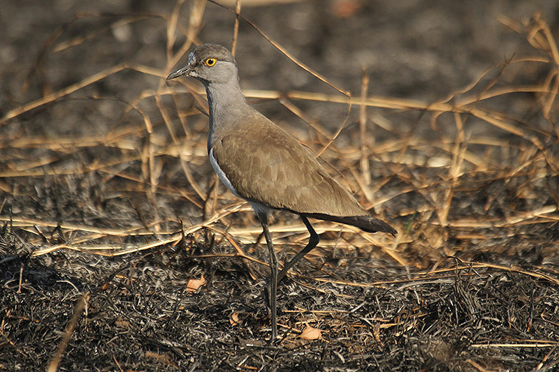 Senegal Lapwing by Mick Dryden