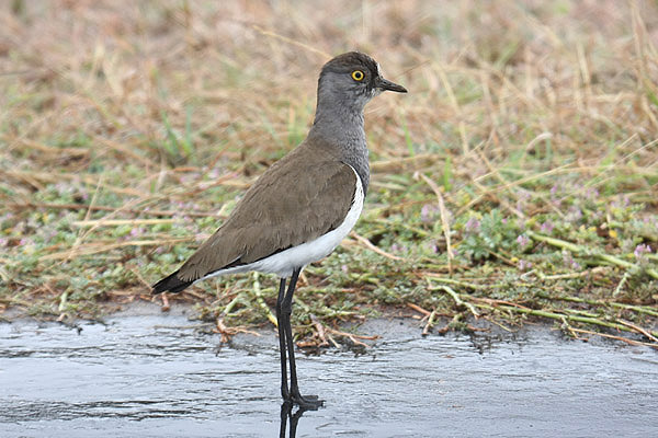 Senegal Lapwing by Mick Dryden