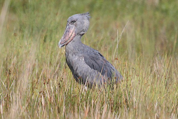 Shoebill by Mick Dryden