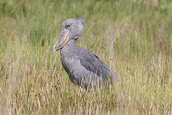 Shoebill by Mick Dryden