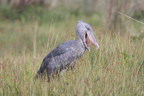 Shoebill by Mick Dryden