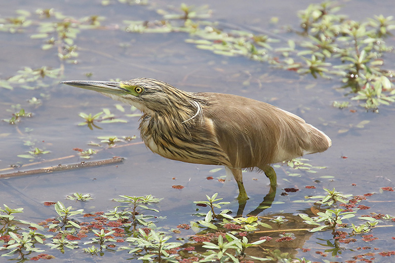Squacco Heron by Mick Dryden