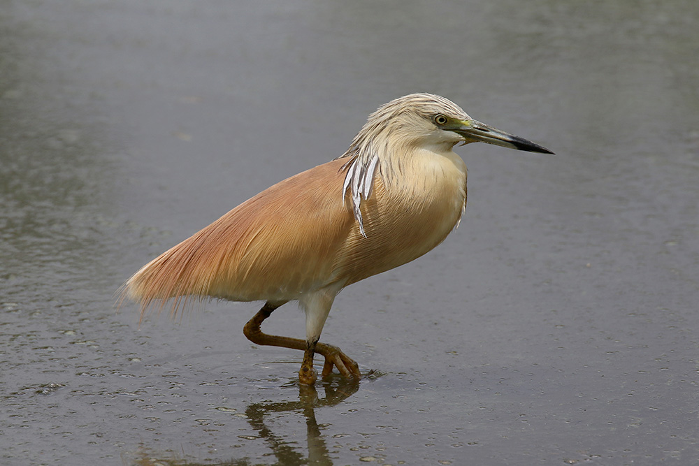 Squacco Heron by Mick Dryden