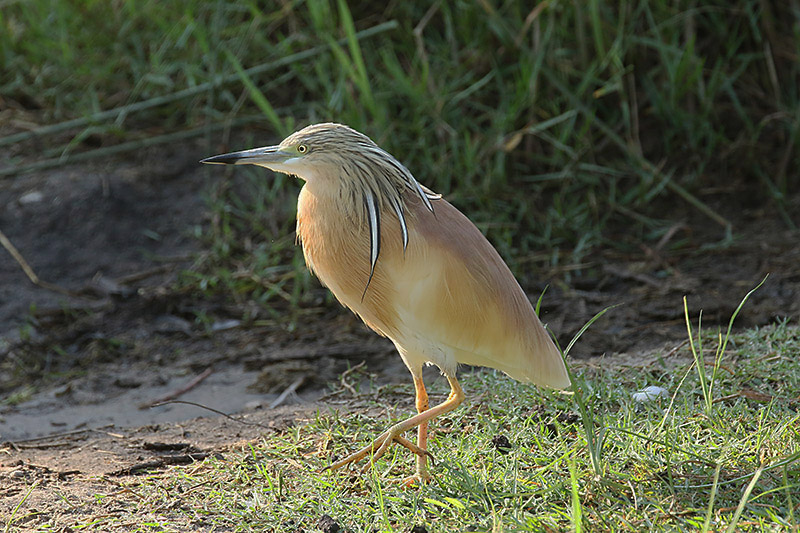 Squacco Heron by Mick Dryden