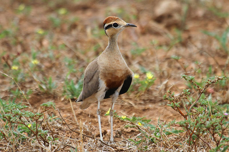 Temminck's Courser by Mick Dryden