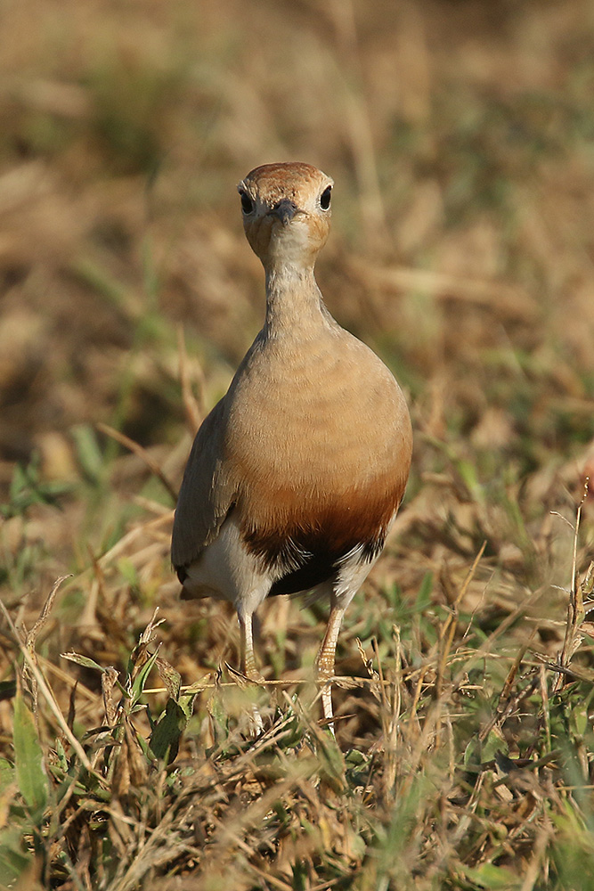 Temmincks Courser by Mick Dryden