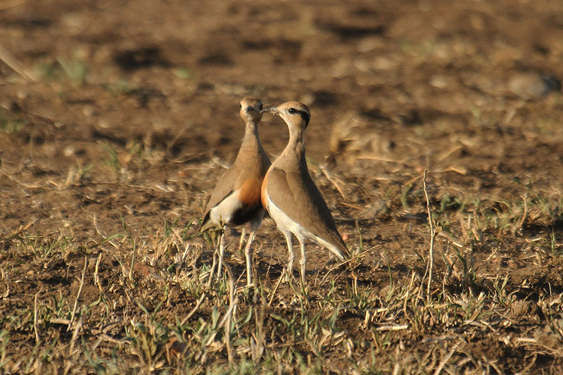 Temminck's Courser by Mick Dryden