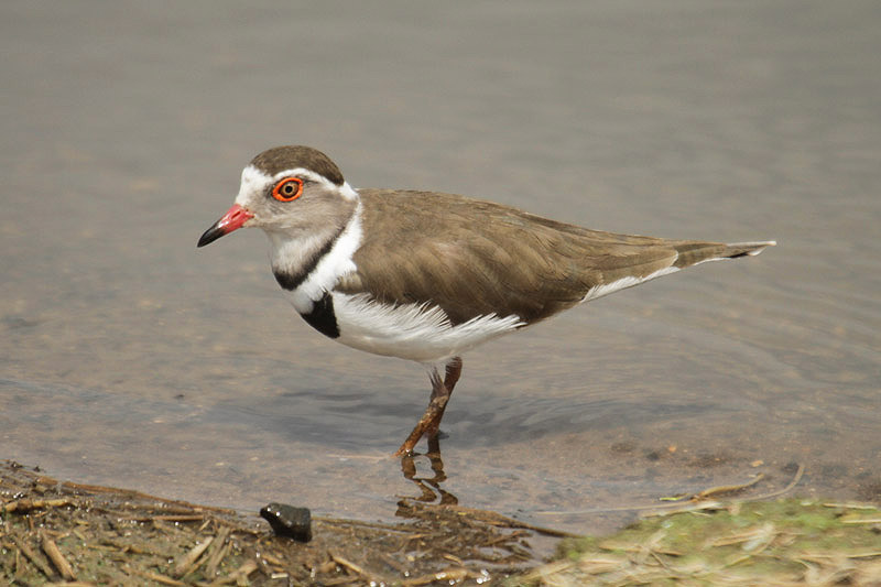 Three-banded Plover by Mick Dryden