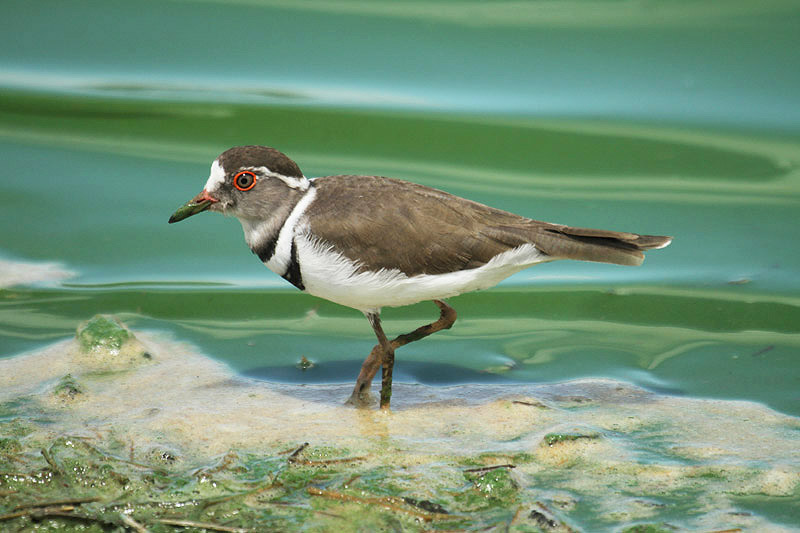 Three-banded Plover by Mick Dryden