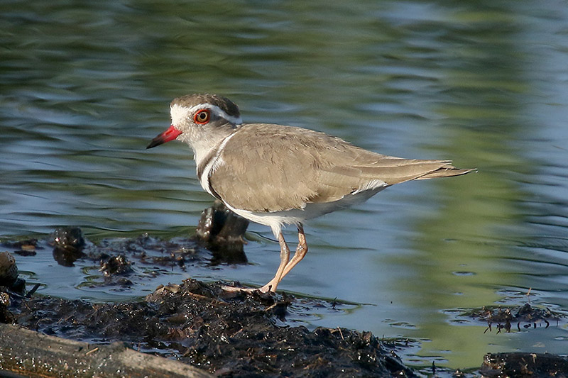 Three Banded Plover by Mick Dryden