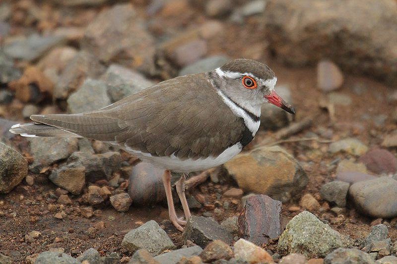 Three-banded Plover by Mick Dryden