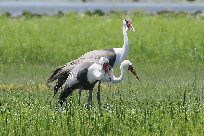 Wattled Crane by Mick Dryden
