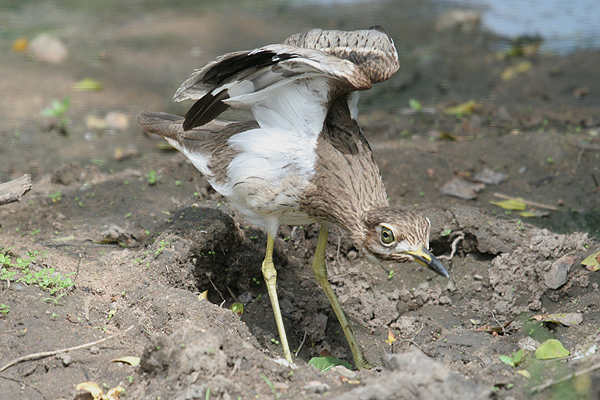 Water Dikkop by Mick Dryden