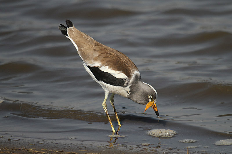 White-crowned Lapwing by Mick Dryden