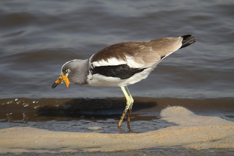 White-crowned Lapwing by Mick Dryden