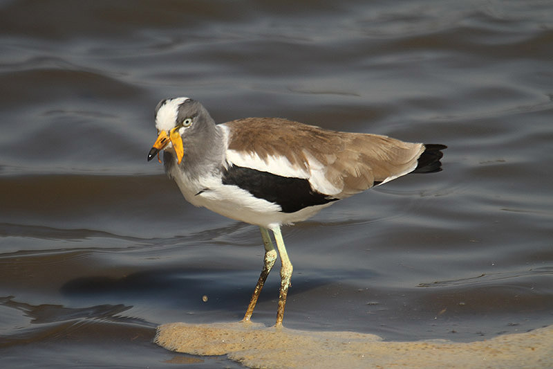 White-crowned Lapwing by Mick Dryden