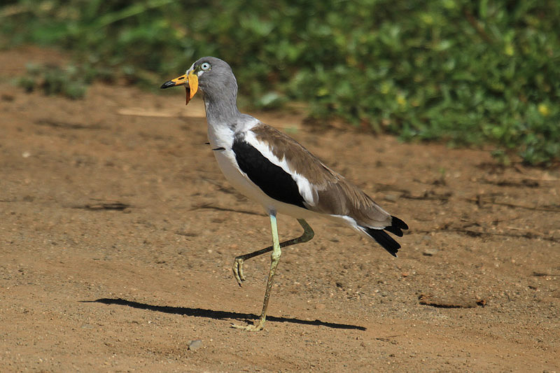 White-crowned Lapwing by Mick Dryden