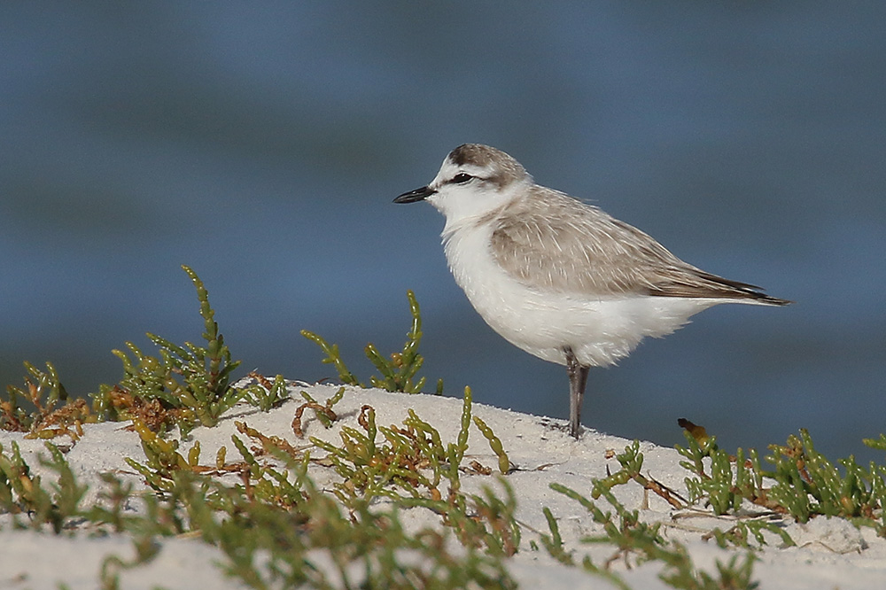 White fronted Plover by Mick Dryden