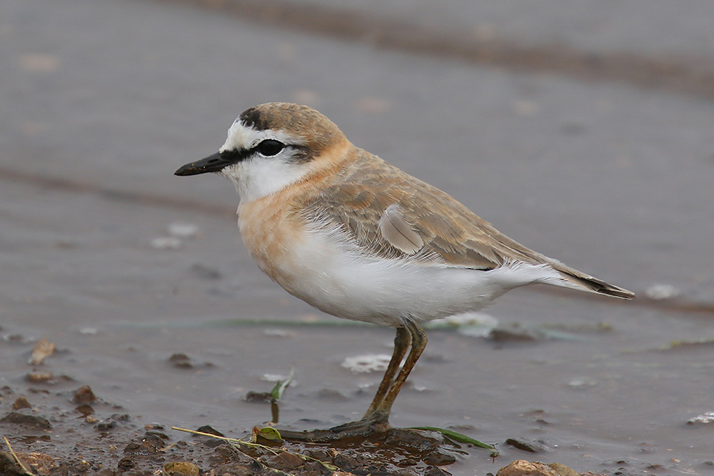 White fronted Plover by Mick Dryden