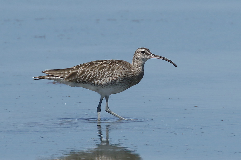 Whimbrel by Mick Dryden
