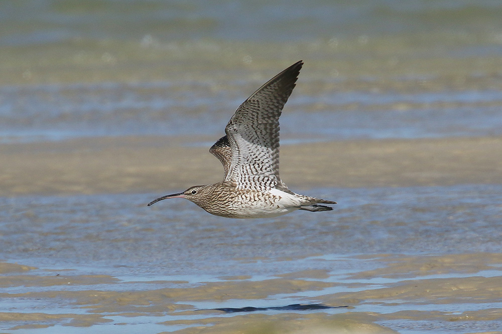 Whimbrel by Mick Dryden