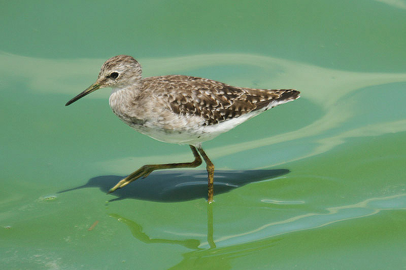 Wood Sandpiper by Mick Dryden