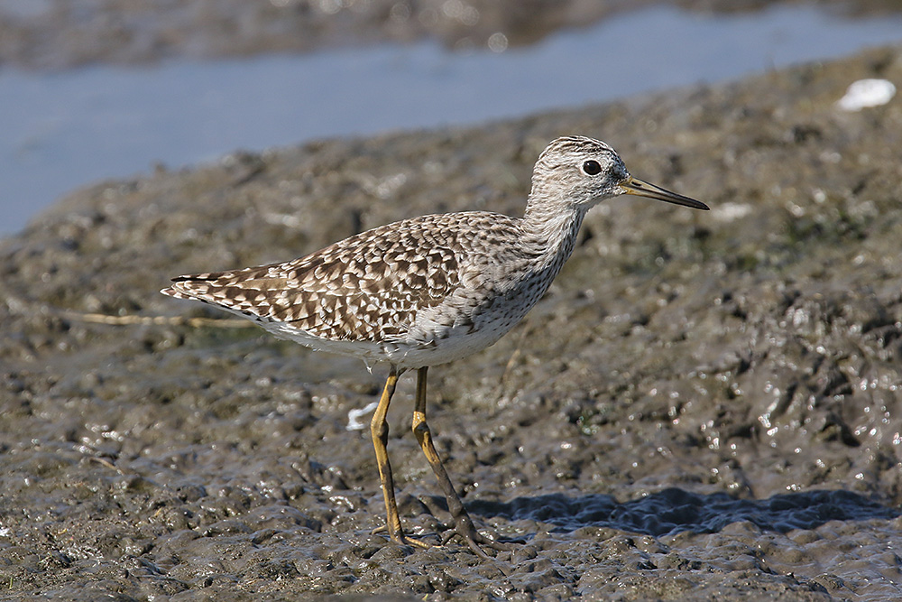 Wood Sandpiper by Mick Dryden