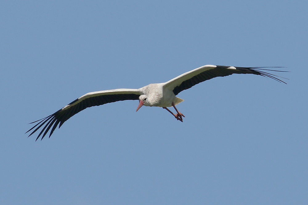 White Stork by Mick Dryden