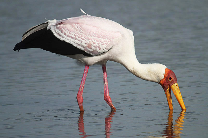 Yellow-billed Stork by Mick Dryden