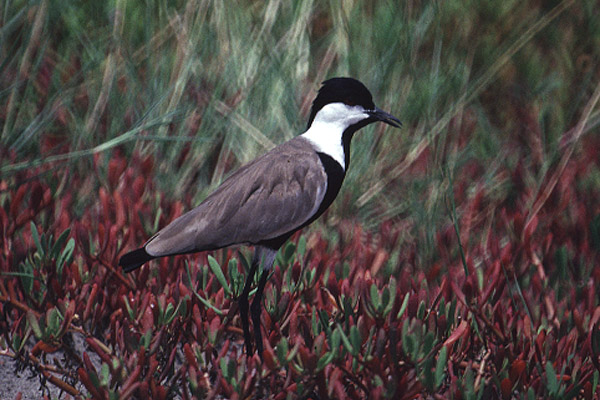 Spur winged Plover by Mick Dryden