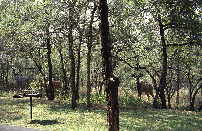 The back garden with Kudu